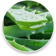 Aloe Barbadensis Leaf Extract